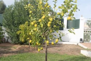 Citronnier Carvoeiro