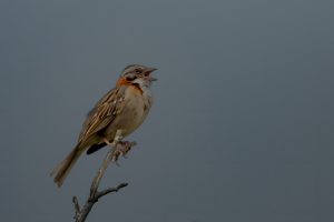 bruant collier rouge